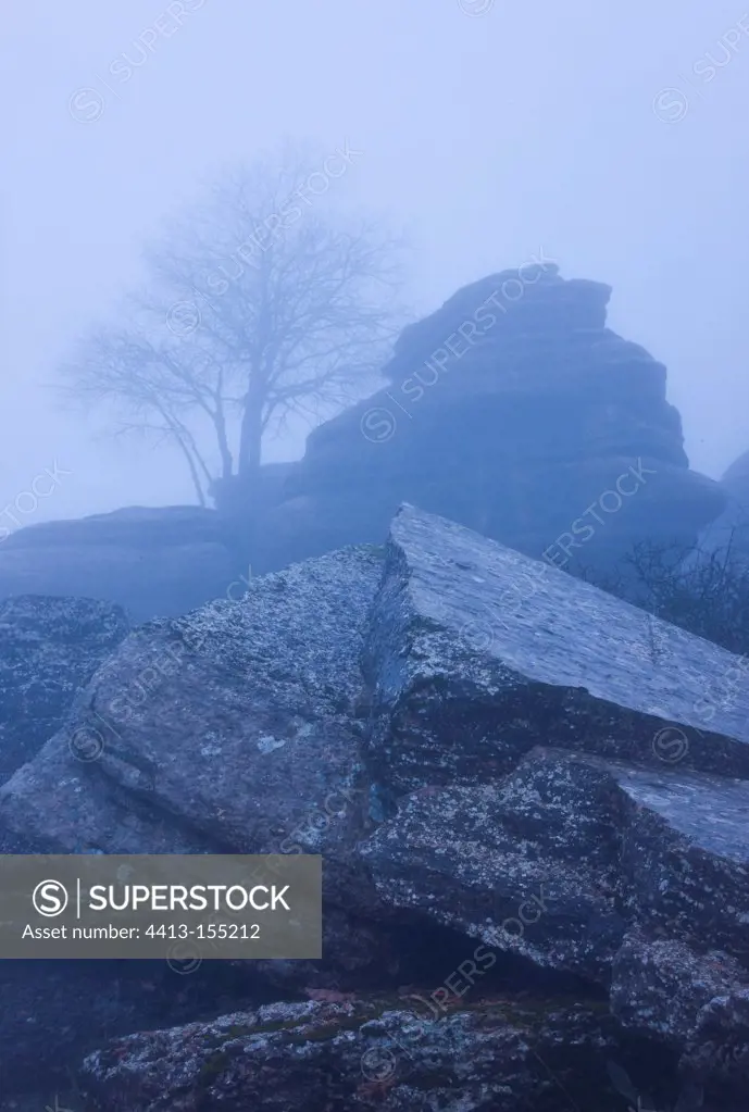 Tree in fog Torcal de Antequera Andalusia Spain