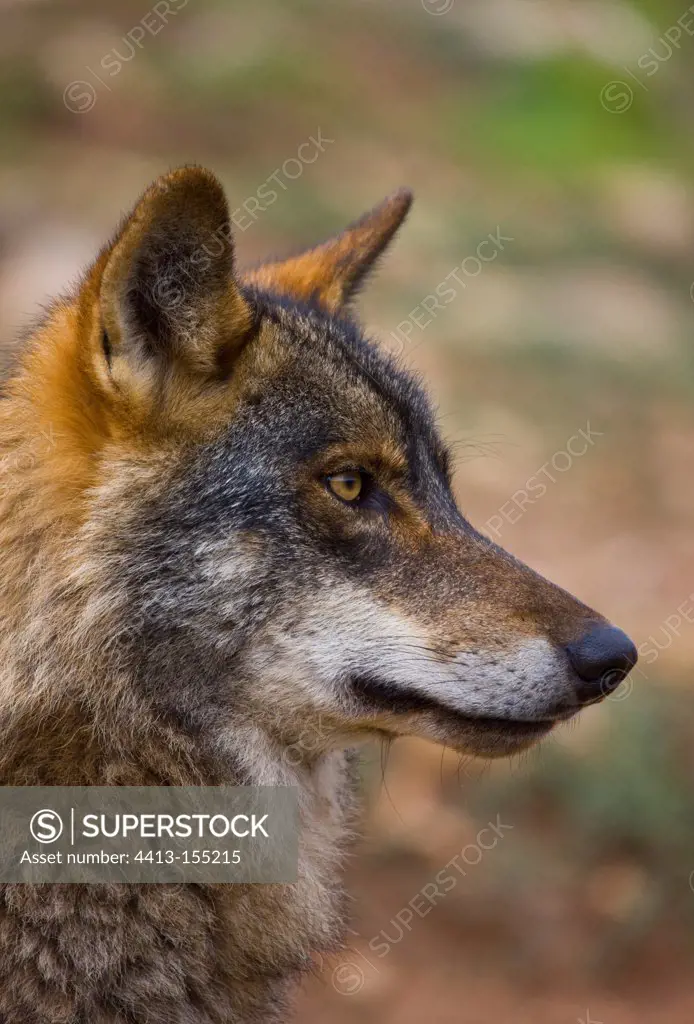 Portrait of Iberian wolfSpain