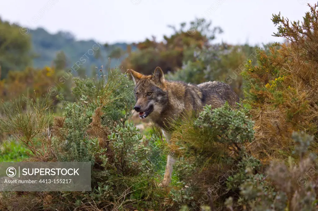 Iberian wolf standing in bush Spain
