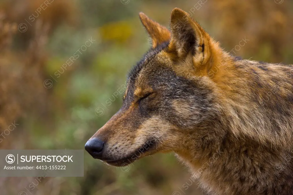 Portrait of Iberian wolfat rest Spain