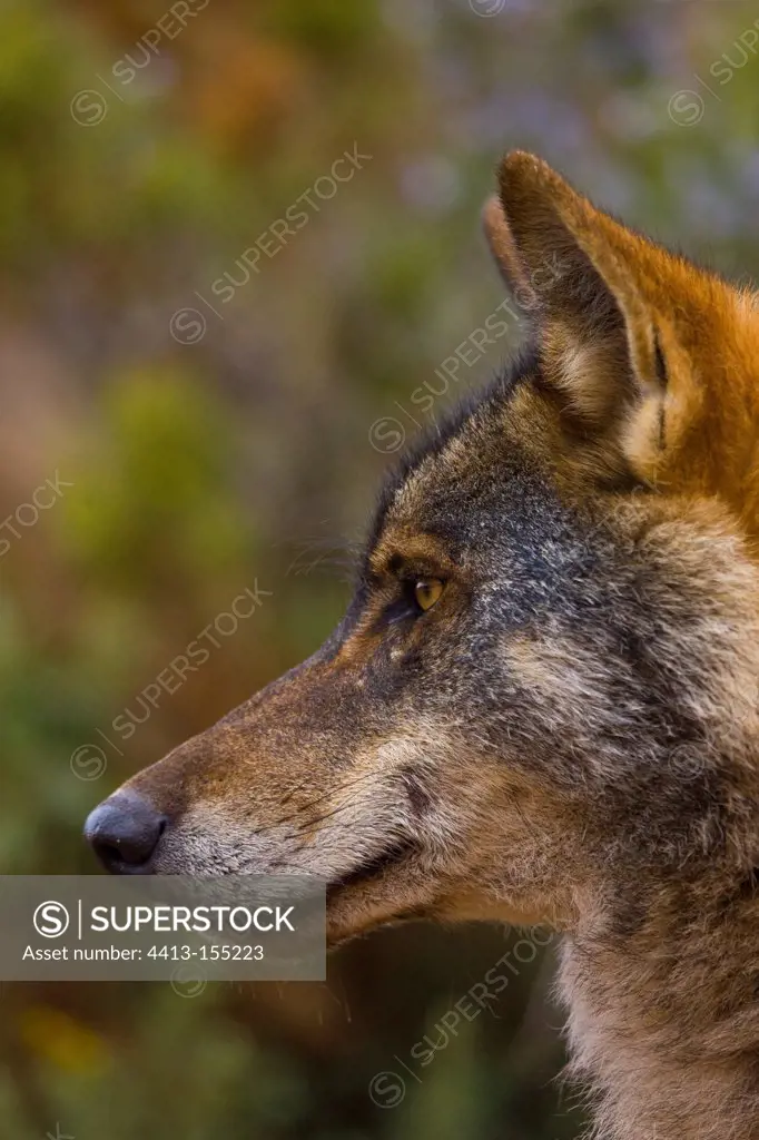 Portrait of Iberian wolfSpain