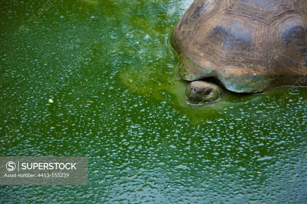 Galapagos giant tortoise in the water El Chato Santa Cruz