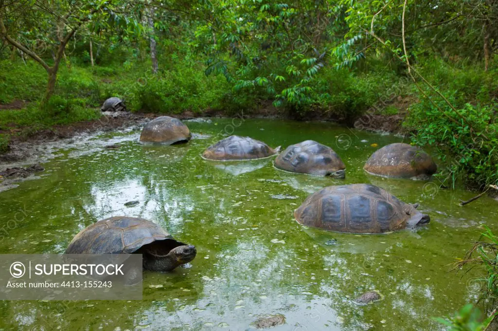 Galapagos giant tortoises in the water El Chato Santa Cruz