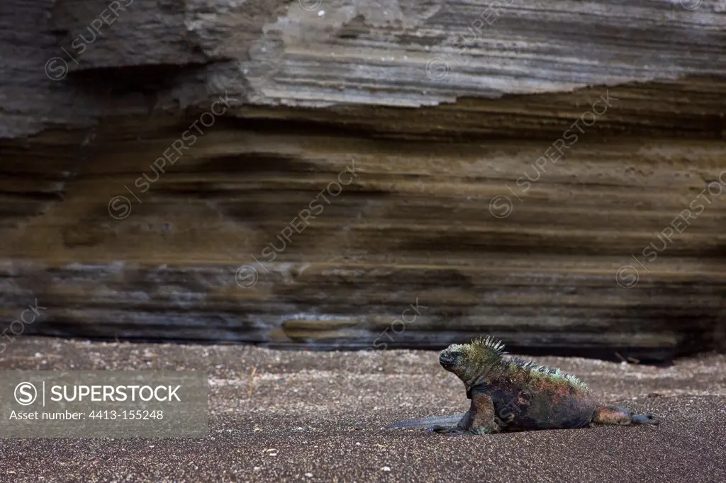 Marine iguana on Rocky shore Galapagos Santiago Island