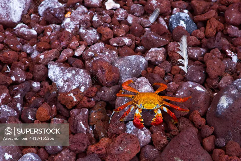 Sally Lighfoot Crabs on rocky shore Galapagos Jervis Island