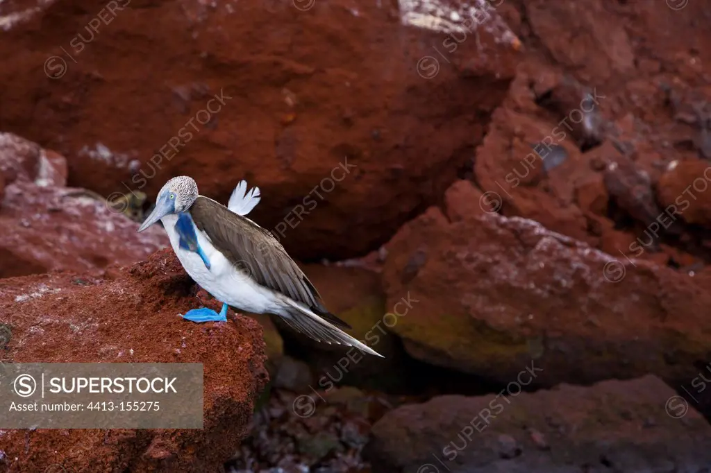 Blue-footed Booby on Rocky shore Galapagos Jervis Island