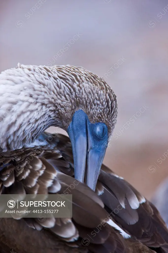 Portrait of Blue-footed Booby grooming Galapagos