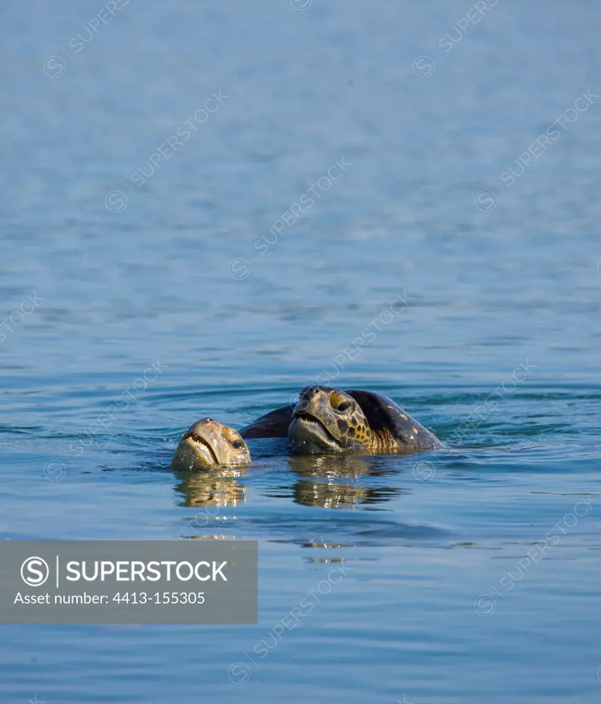Green turtle mating in the water Santa Cruz Galapagos