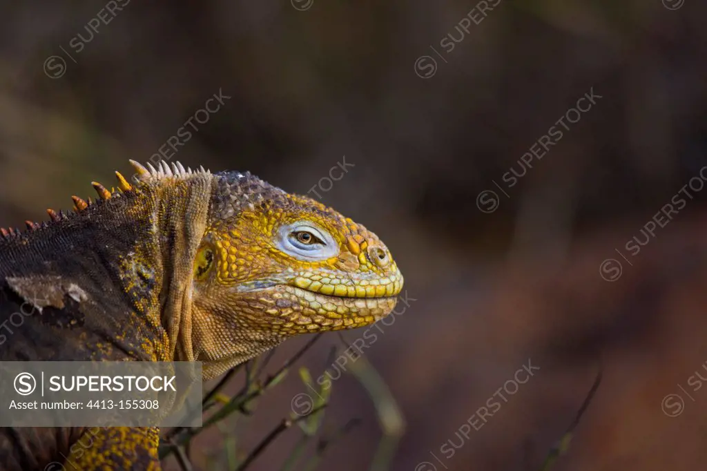 Portrait of Land Iguana North Seymour Island Galapagos