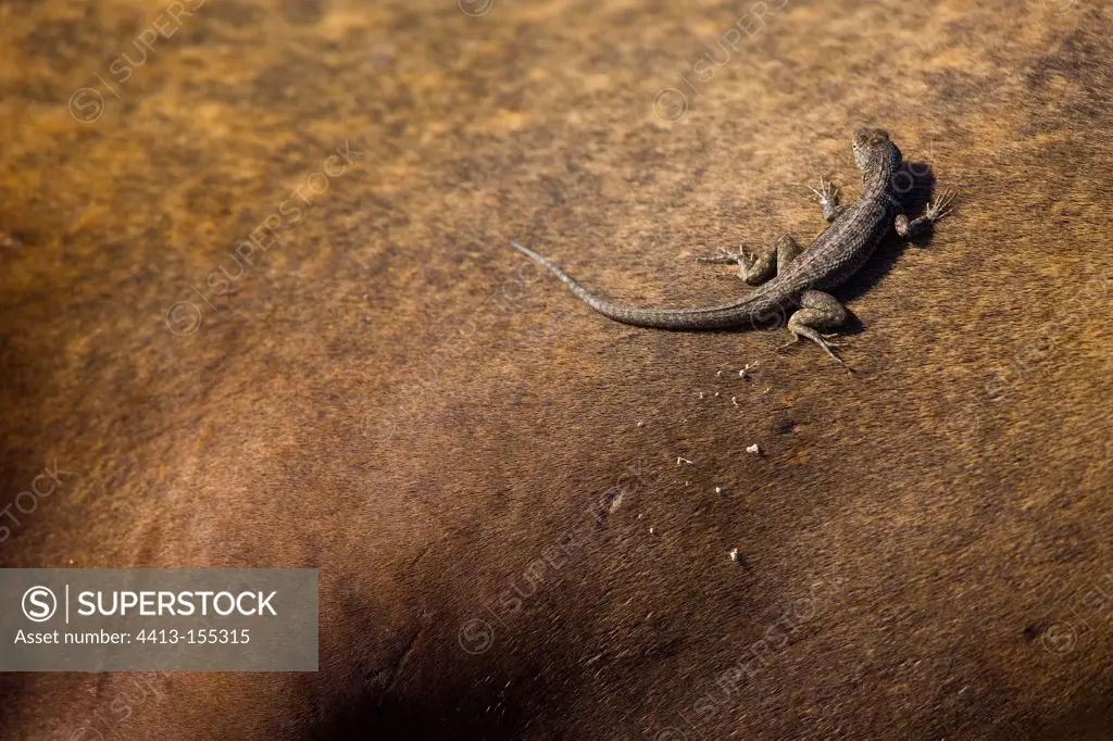Lava lizard on rock Plaza Island Galapagos