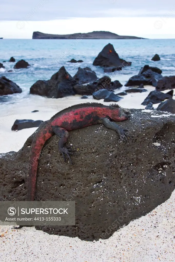 Marine iguana resting Surun Rock Island Espanola Galapagos