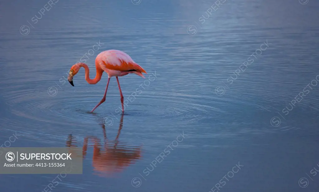 Red Flamingo feeding in water Ile Isabela Galapagos