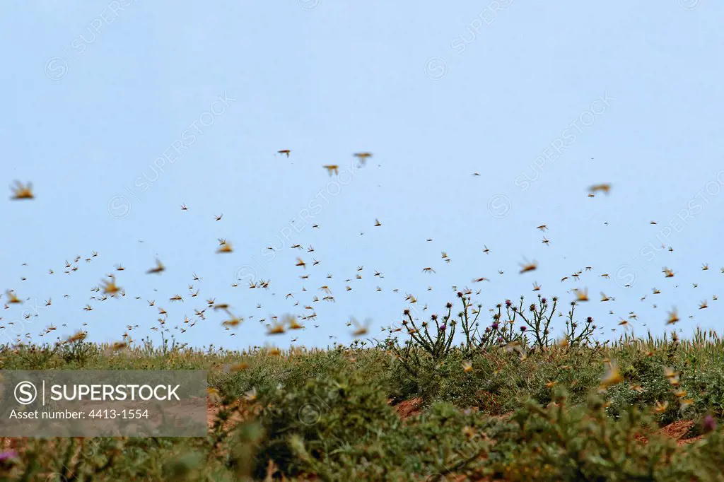 African Locust Wadi Massa Western Sahara Morocco