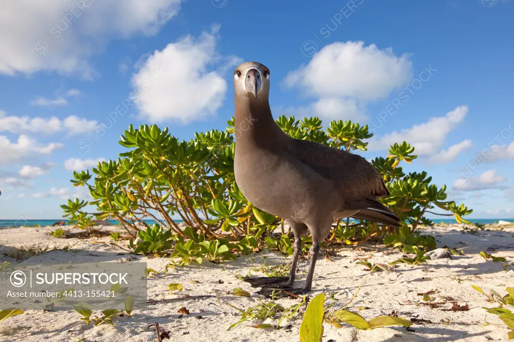 Black-footed Albatross on a beach of Sand Island