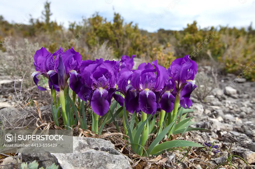 Crimean Iris in blue shape in France