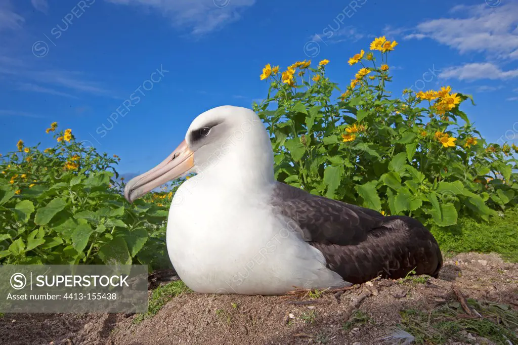 Laysan Albatross on its nest and Golden Crownbeard in bloom