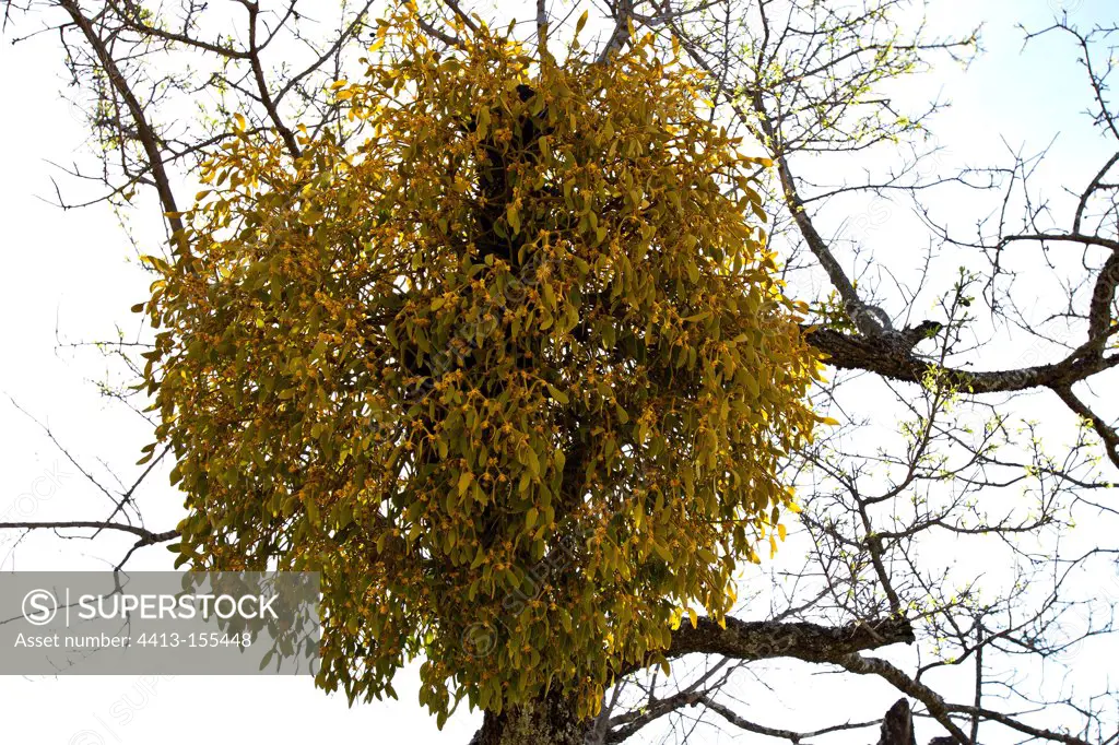Mistletoe on a tree in Provence France