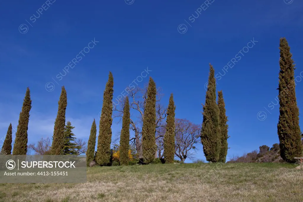 Mediterreanean cypress at spring Provence France