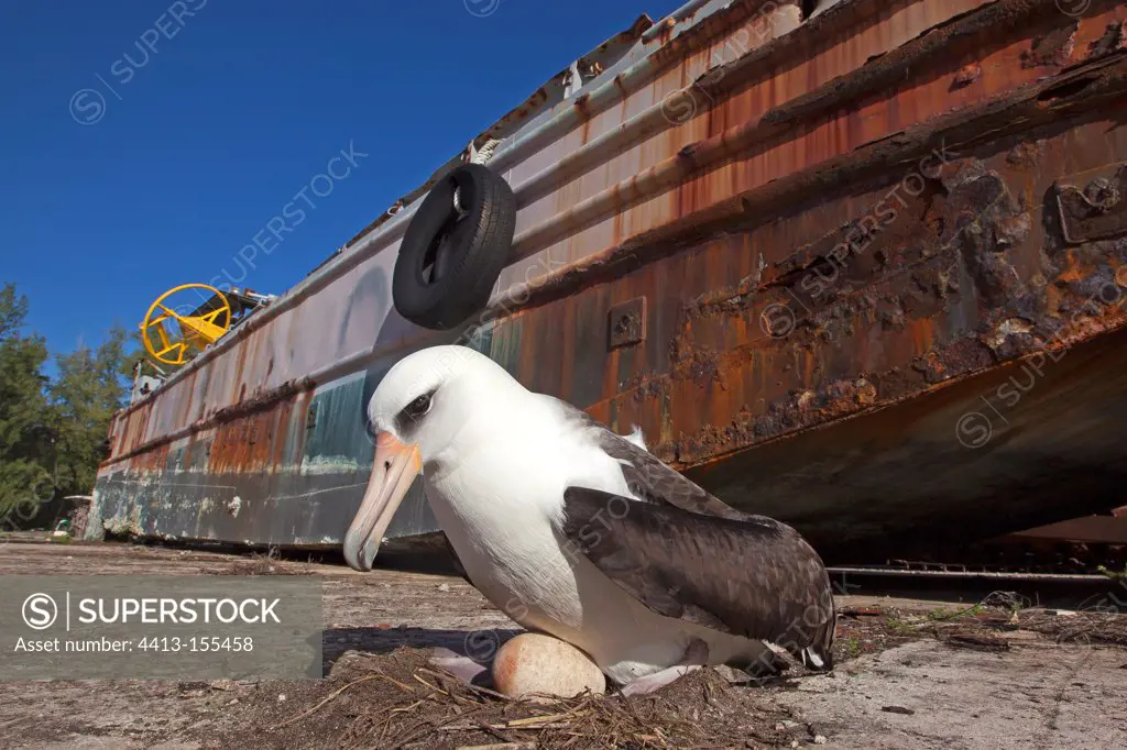 Laysan Albatross on its nest near military buildings