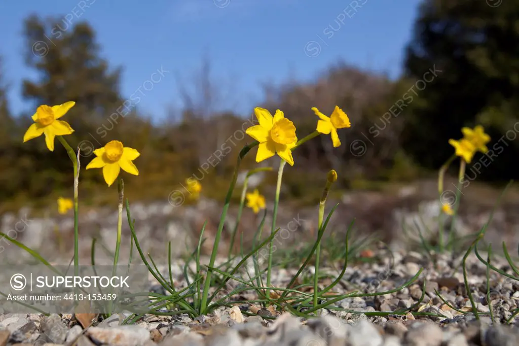 Rush-leaved Narcissus in Provence France