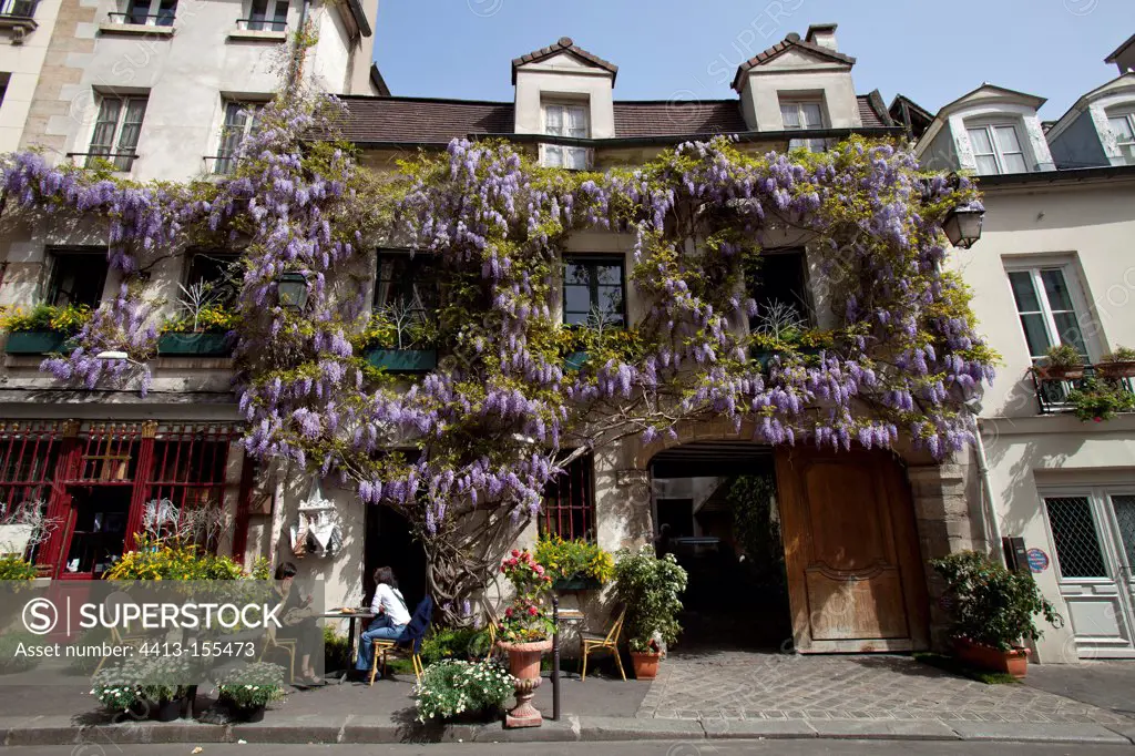 Wisteria in bloom on a street in Paris France