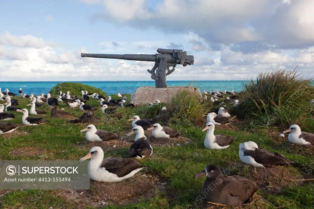 Laysan Albatross on their nest near a cannon