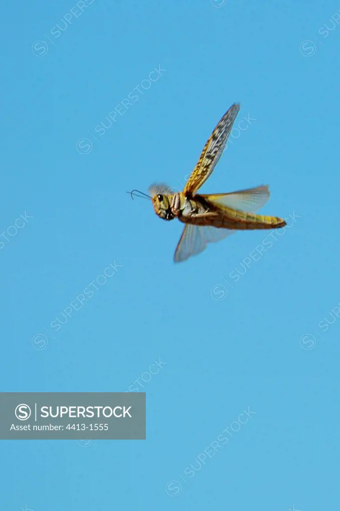 Flying African Locust Wadi Massa Western Sahara Morocco