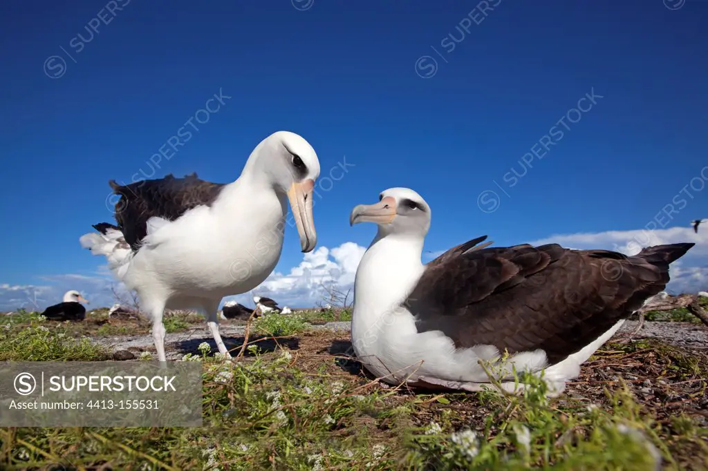 Pair of Laysan Albatross nesting Eastern Island