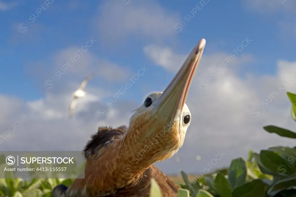 Portrait of a Great Frigatebird Eastern Island