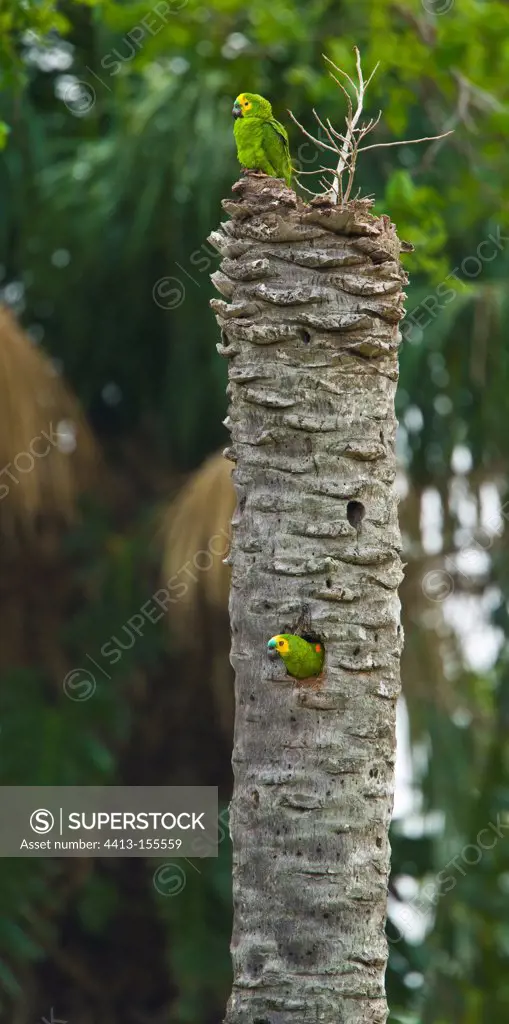 Monk parakeet at nest on Palm trunk Pantanal Brazil