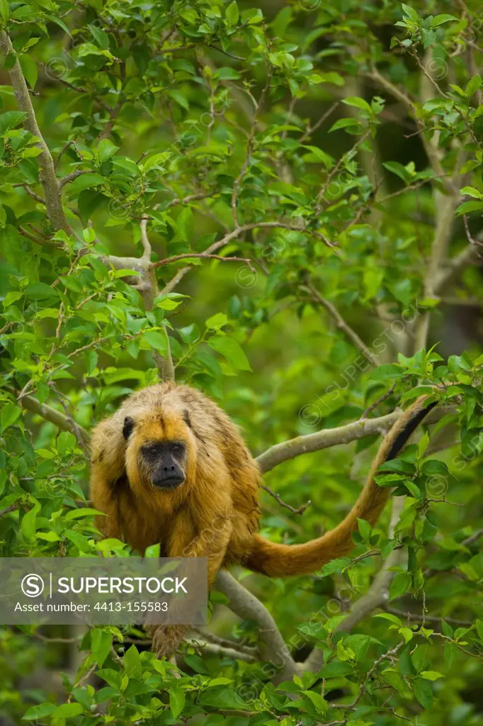 Black howler monkey on a branch Pantanal Brazil