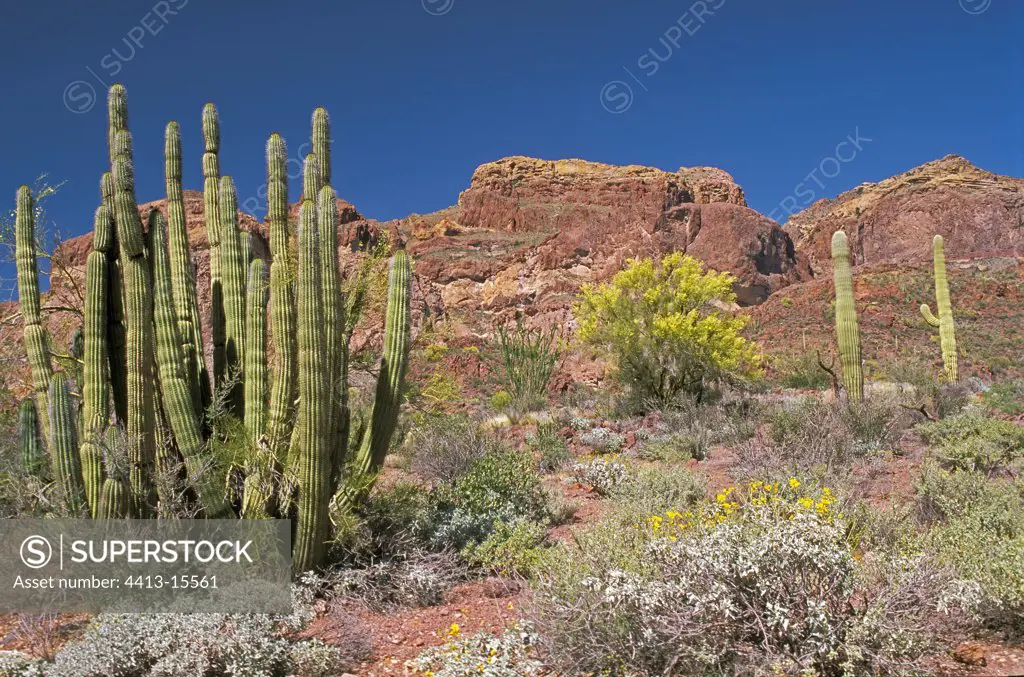 Organ pipe national cactus monument Arizona USA