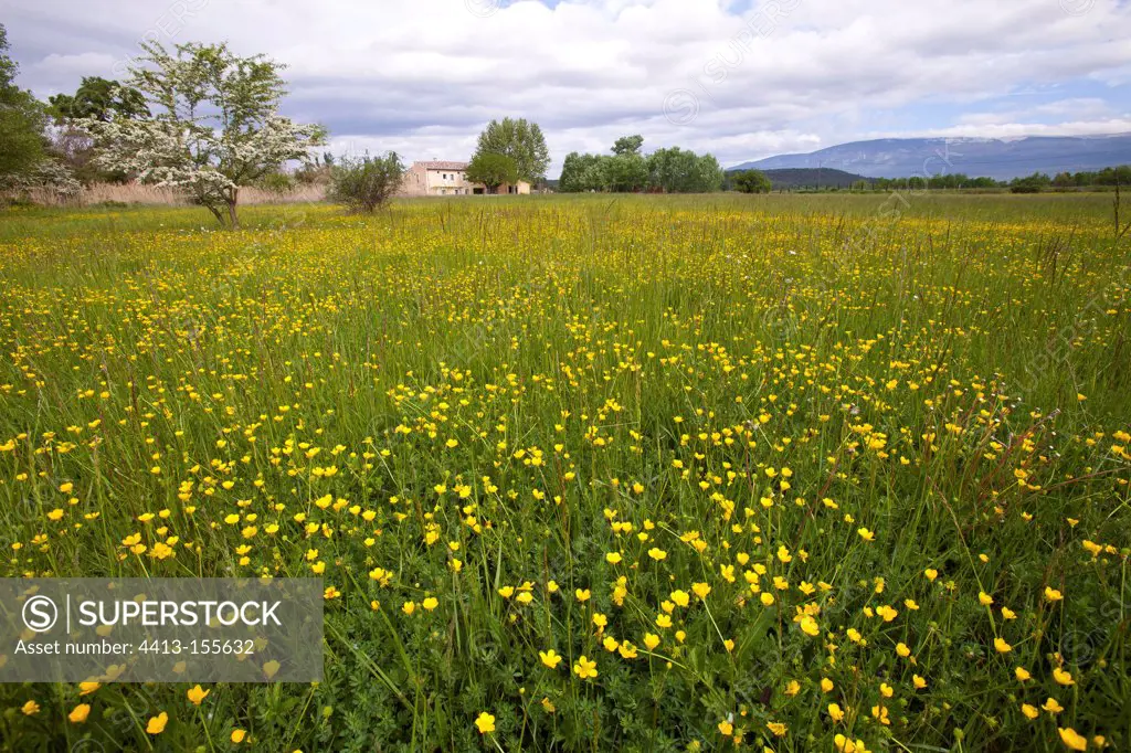 Prairie flowers with buttercups in spring France