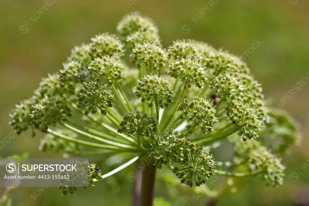 Inflorescence of Angelica in the spring in Provence France