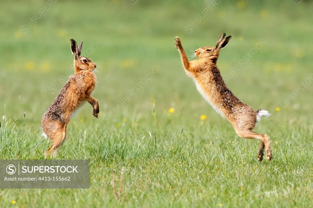 Brown hares boxing at spring England