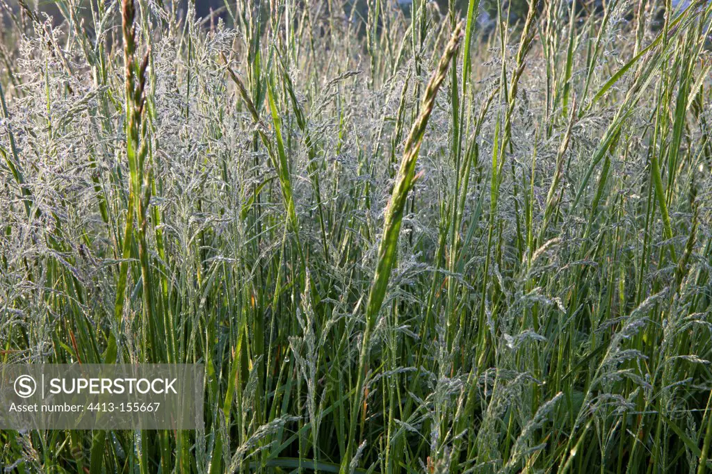 Grass in Provence France