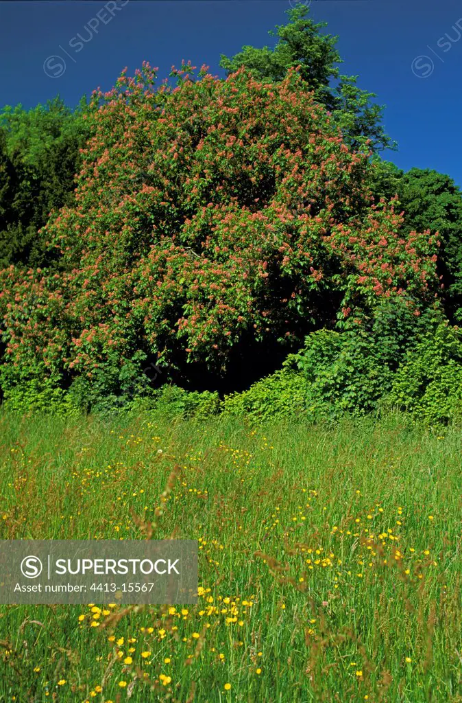 Red horse chestnut in flower and flowered meadow Normandy