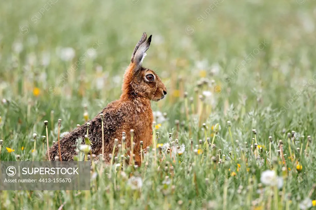 Brown hare standing in a meadow at spring England