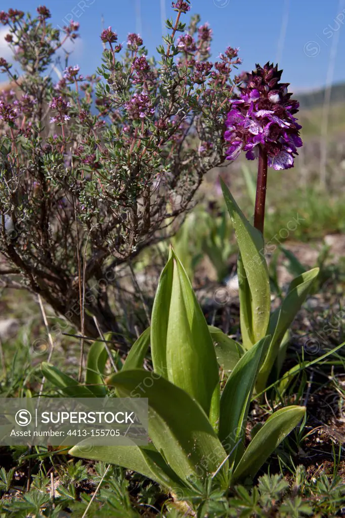 Lady Orchid from Pass Vergol in France