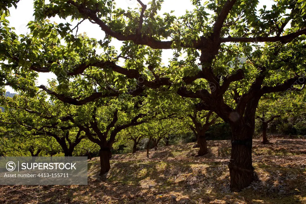 Apricot orchard in spring Provence France