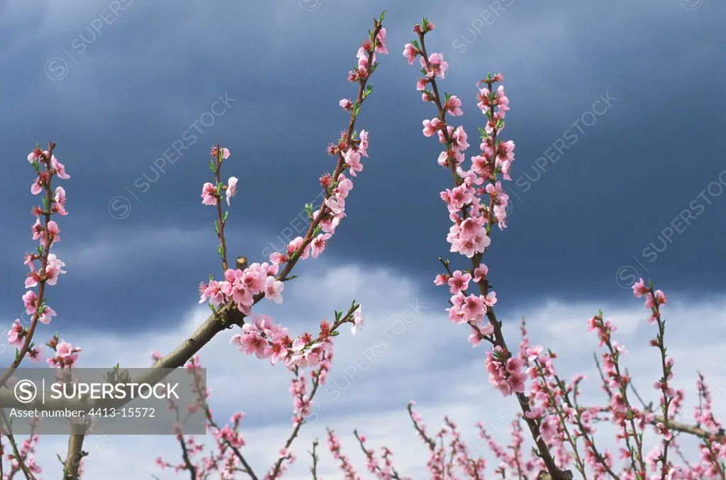 Branches of peach tree in flower and storm Ardeche France