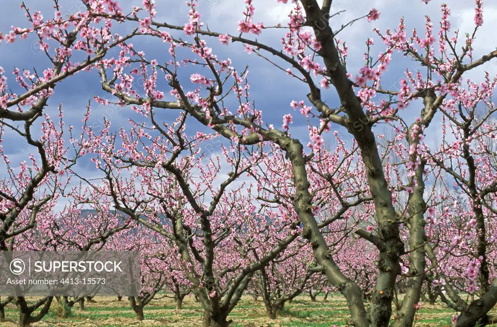 Orchard of peach tree in flower and storm Ardeche France