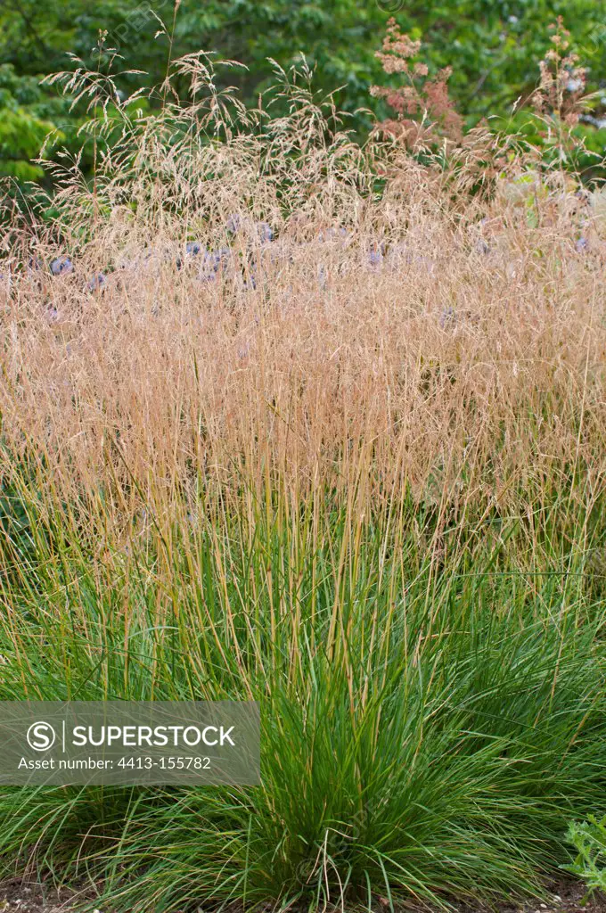 Tufted hair grass in a garden