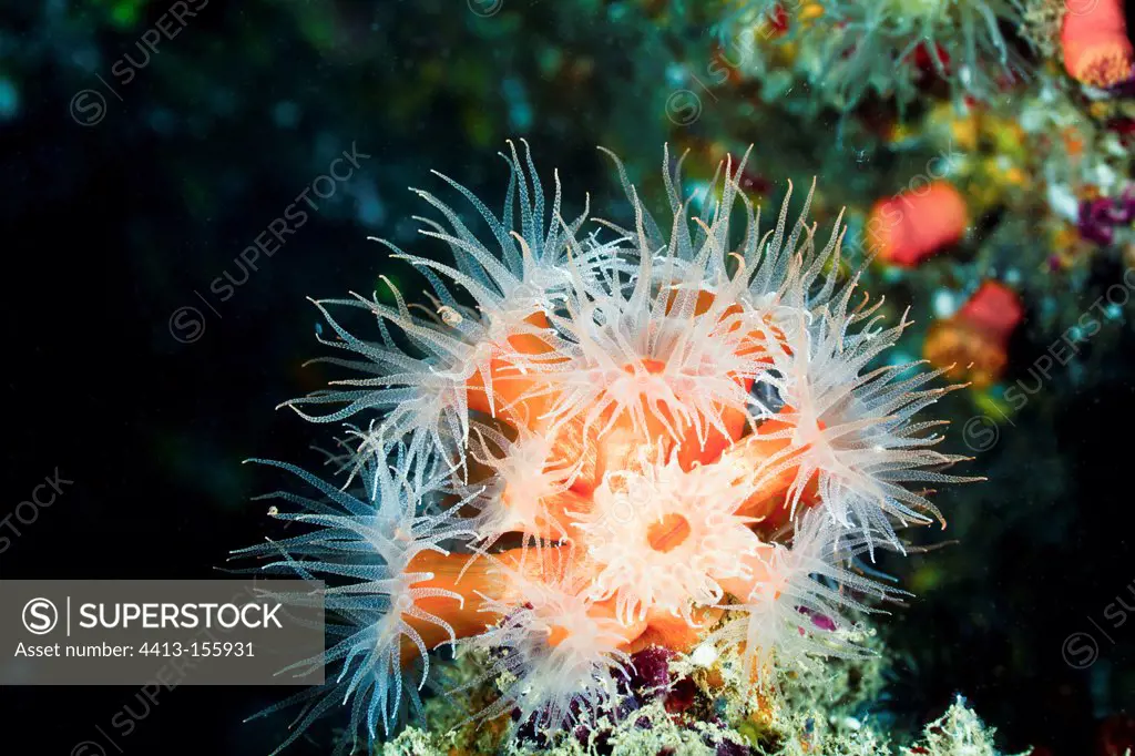Polyp of Orange Cup Coral Tahiti