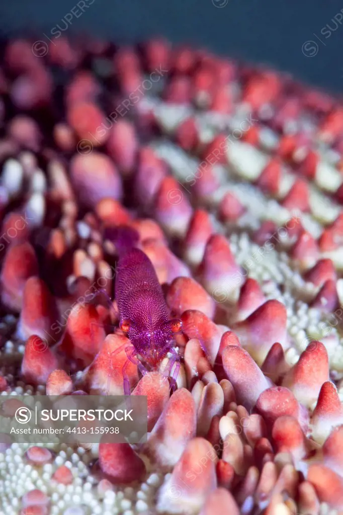 Starfish shrimp on a Pin-cushion star Tahiti