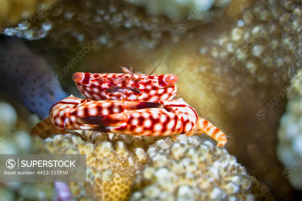 Red-spotted Coral Crab Tahiti