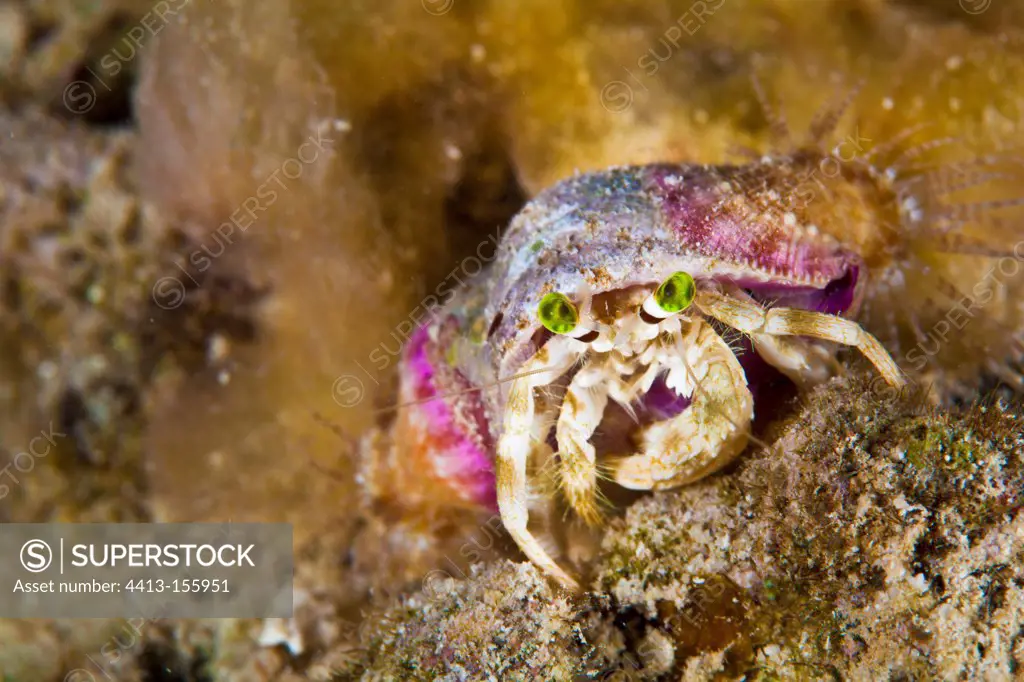 Hermit crab and Parasit anemone hermit crab Tahiti