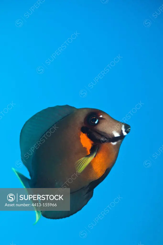 Chocolate Surgeonfish Tahiti