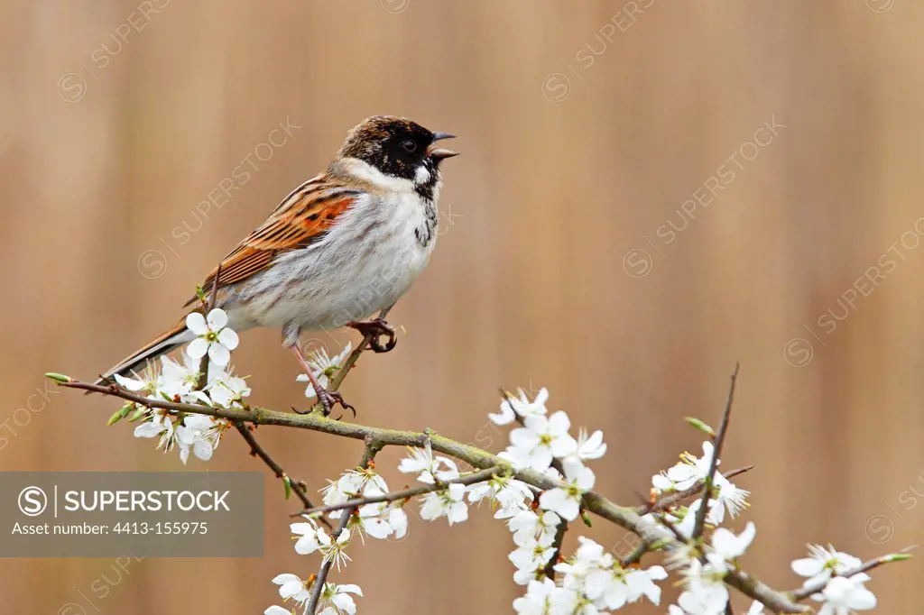 Male Reed bunting singing on a blackthorn at spring GB