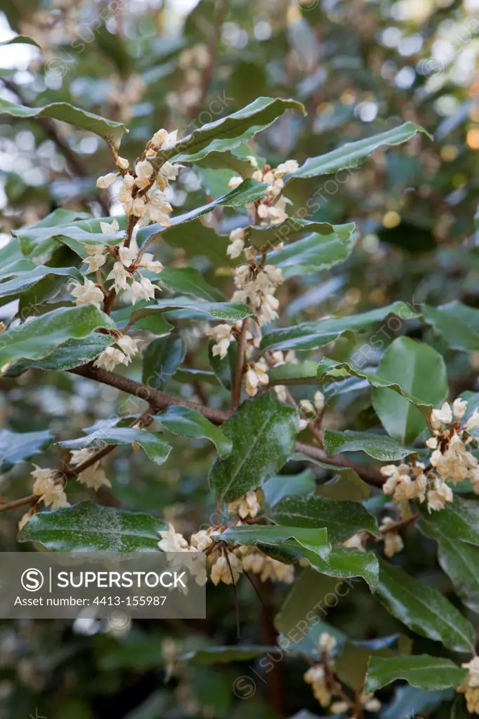 Russian olive in bloom in a garden